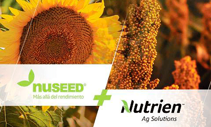 Alianza estratégica para la comercialización de girasol y sorgo | ON24 |  Información Precisa. Periodismo en serio