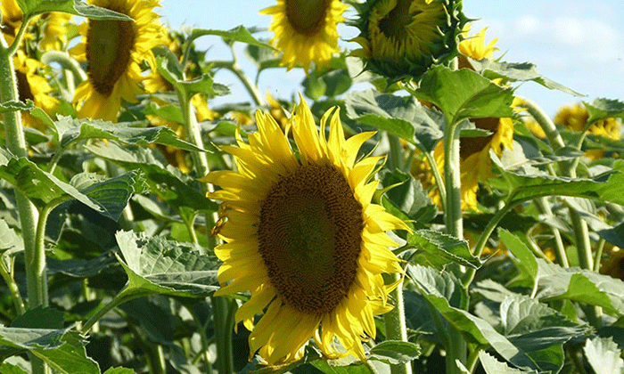 El girasol también es un cultivo inteligente | ON24 | Información Precisa.  Periodismo en serio